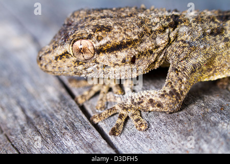 Chiudere la vista dettaglio di un gecko Moresca (tarentola mauritanica). Foto Stock