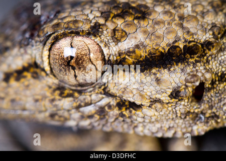 Chiudere la vista dettaglio di un gecko Moresca (tarentola mauritanica). Foto Stock