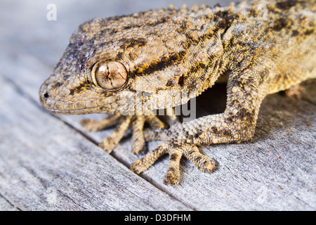 Chiudere la vista dettaglio di un gecko Moresca (tarentola mauritanica). Foto Stock