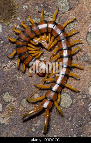 Vista ravvicinata della bella Megarian centipede (Scolopendra cingulata). Foto Stock