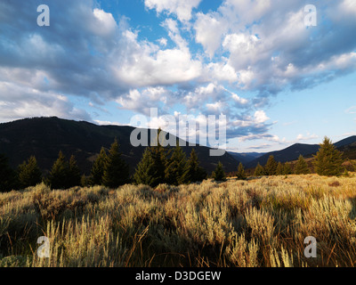 Praterie montane con alberi, Montana, USA Foto Stock