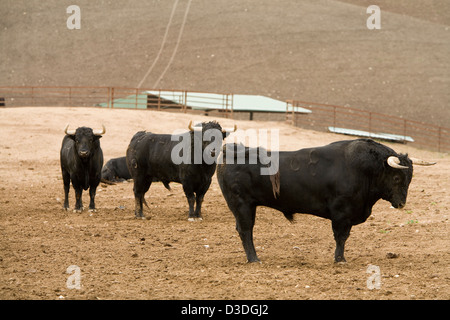 FUENTA YMBRO RANCH, San Jose Del Valle, CADIZ, Spagna, 23 febbraio 2008: quattro anni di tori che lotta in Bull Ring nelle prossime settimane. Questo nuovo ranch di proprietà di Ricardo Gallardo Giménez, mobili di un imprenditore che sta utilizzando la genetica moderna di tori di razza che i toreri come: agile nell'anello ma non troppo grandi o troppo intelligente. Foto Stock