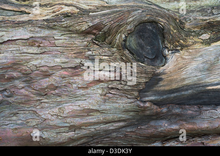 Dettaglio della corteccia del vecchio albero di tasso (Taxus baccata), Peterborough, Cambridgeshire, Inghilterra Foto Stock