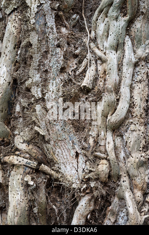 Dettaglio di edera che cresce su vecchi frassino, Peterborough, Cambridgeshire, Inghilterra Foto Stock