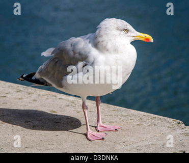 Aringhe adulte Gull permanente sulla banchina Foto Stock