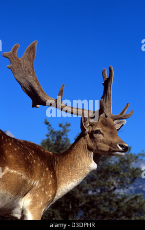 Ritratto di uomo o di anatra malato Cervus dama che Visualizza Antlers silhouetted Against Blue Sky Foto Stock