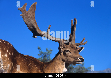 Ritratto di uomo o di anatra malato Cervus dama che Visualizza Antlers silhouetted Against Blue Sky Foto Stock