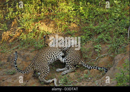 Due Leopardi giocare combattimenti in Yala National Park, Sri Lanka Foto Stock