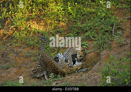 Due Leopardi giocare combattimenti in Yala National Park, Sri Lanka Foto Stock