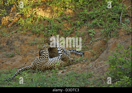 Due Leopardi giocare combattimenti in Yala National Park, Sri Lanka Foto Stock