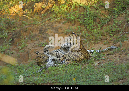 Due Leopardi giocare combattimenti in Yala National Park, Sri Lanka Foto Stock