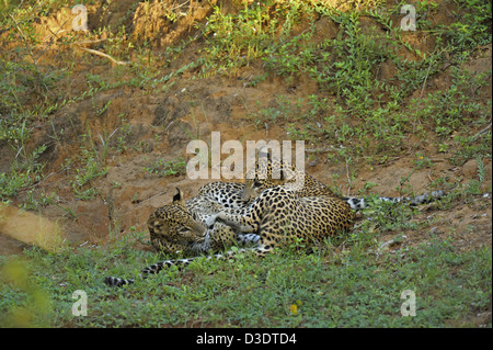 Due Leopardi giocare combattimenti in Yala National Park, Sri Lanka Foto Stock