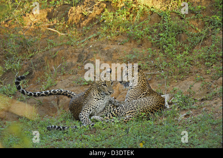 Due Leopardi giocare combattimenti in Yala National Park, Sri Lanka Foto Stock