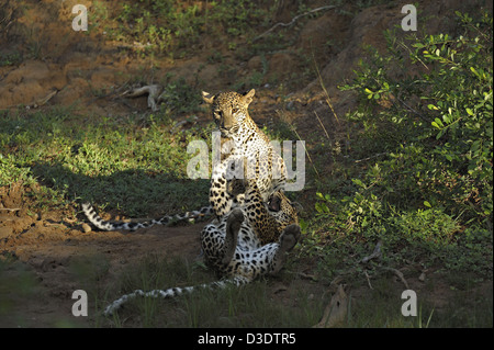 Due Leopardi giocare combattimenti in Yala National Park, Sri Lanka Foto Stock