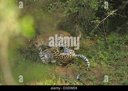 Due Leopardi giocare combattimenti in Yala National Park, Sri Lanka Foto Stock