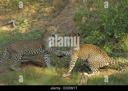 Due Leopardi giocare combattimenti in Yala National Park, Sri Lanka Foto Stock