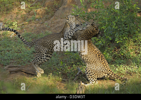 Due Leopardi giocare combattimenti in Yala National Park, Sri Lanka Foto Stock