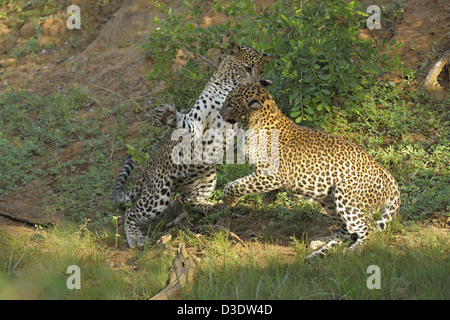 Due Leopardi giocare combattimenti in Yala National Park, Sri Lanka Foto Stock