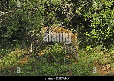 Leopard carica in Yala National Park, Sri Lanka Foto Stock