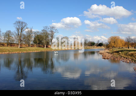 17 febbraio 2013, Hampton Court, Inghilterra, Regno Unito. Le temperature hanno raggiunto un picco a 10 gradi Celsius a Londra oggi, ma si sentiva molto più caldo nel glorioso sole primaverile al Hampton Wick stagno all'interno di Hampton Court Park (Home Park) murata Deer Park di circa 700 acri. Foto Stock