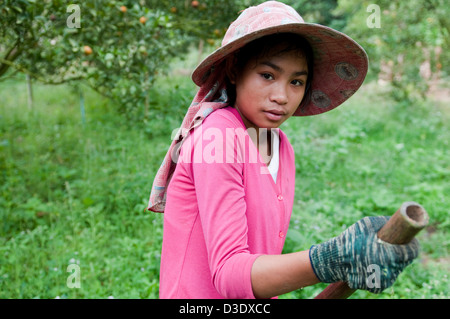 Fang, Thailandia, burmesisches ragazza nel boschetto arancione Foto Stock