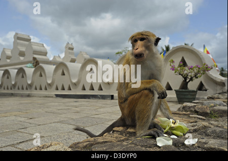 Cofano macaque mangiare petali di loto in Sri Dalada Maligawa o il Tempio della Reliquia del Dente, Kandy, Sri Lanka Foto Stock