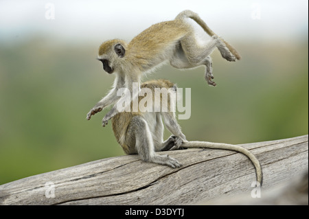 Vervet monkey (Chlorocebus pygerythrus) giocando nel Parco Nazionale di Tarangire e, Tanzania Foto Stock