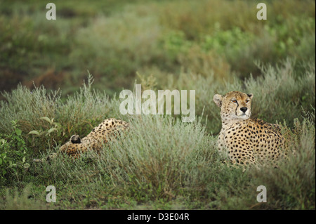 Due ghepardi nel loro habitat prativi in Ndutu Foto Stock