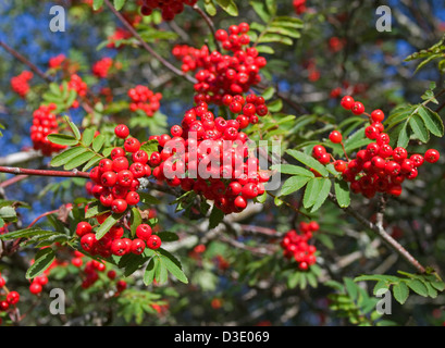 Cluster di red Rowan bacche sul ramo di albero (Monte Ceneri, Sorbus aucuparia) visto contro il cielo blu, Sutherland Scotland Regno Unito Foto Stock