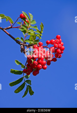 Cluster di red Rowan bacche sul ramo di albero (Monte Ceneri, Sorbus aucuparia) visto contro il profondo blu del cielo, Sutherland Scotland Regno Unito Foto Stock