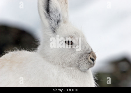 Artico coniglio lepre bunny tundra invernale pasqua bianco Foto Stock