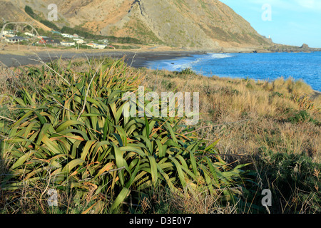 Nuova Zelanda lino bush Palliser Bay nel sud Wairarapa Foto Stock