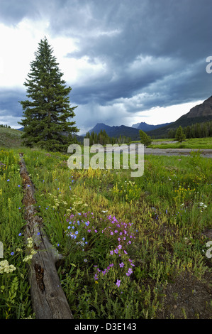 Prato fiorito durante le estati nella Lamar valley nel parco nazionale di Yellowstone Foto Stock