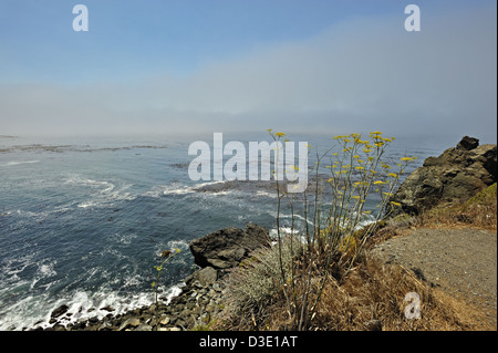 Spiagge a Big Sur in California del sud Foto Stock