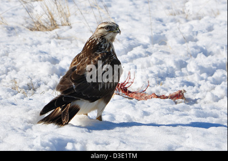Falco ferruginosa - arriva in corrispondenza di una parte di un kill che è stato lasciato in una giornata invernale nel Montana Foto Stock