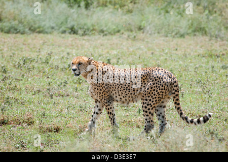 Un ghepardo solitario sulle pianure del Serengeti, Africa Foto Stock