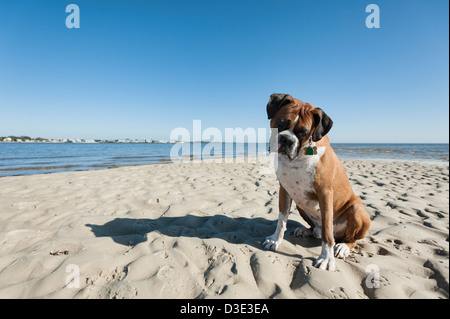 Capretta bianca Boxer sulle rive di Cedar Key Beach in Cedar Key, Florida. Foto Stock