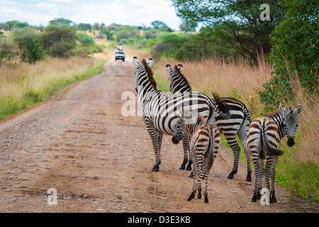 Famiglia Zebra su una strada sterrata in Africa con il veicolo in avvicinamento Foto Stock