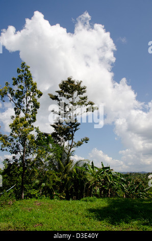 Belize, Punta Gorda, Agouti fattoria di cacao. Highland foresta tropicale habitat. Foto Stock