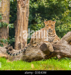 Un captive Sri-Lankan Leopard ( Panthera pardus kotiya ) che vive nel selvaggio solo in Sri Lanka Foto Stock