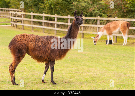 Due captive llama ( Lama glama ) in un campo Foto Stock