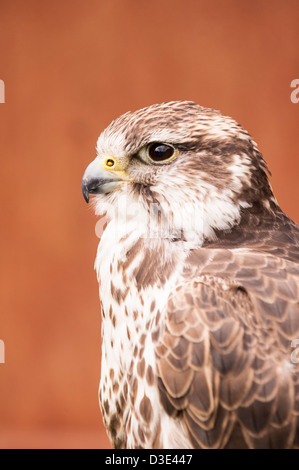 Un captive Saker Falcon ( Falco cherrug ) Foto Stock