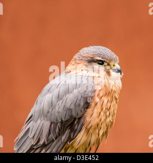 Un captive Merlin ( Falco columbarius ) Foto Stock