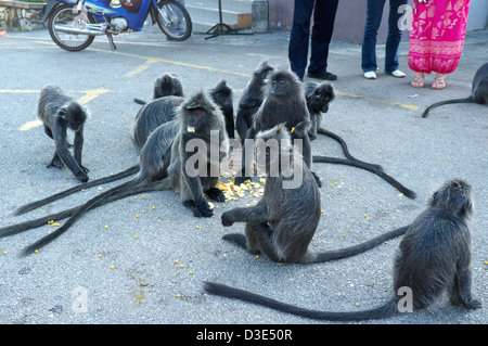 Le scimmie a mangiare cibo fornite dai visitatori, Bukit Melawati in Kuala Selangor, Malaysia Foto Stock