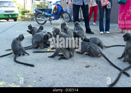 Le scimmie a mangiare cibo fornite dai visitatori, Bukit Melawati in Kuala Selangor, Malaysia Foto Stock