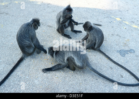 Le scimmie a mangiare cibo fornite dai visitatori, Bukit Melawati in Kuala Selangor, Malaysia Foto Stock