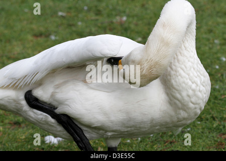 Swan preening sotto la sua ala Foto Stock