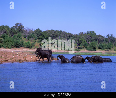 Gli elefanti a giocare nel fiume Chobe National Park - Chobe, Repubblica del Botswana Foto Stock