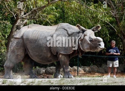 Il rinoceronte indiano, dello zoo di Miami Foto Stock