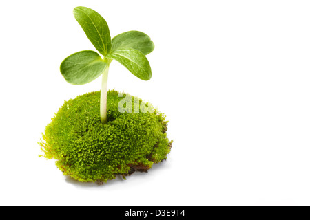 Giovane germoglio con moss isolati su sfondo bianco Foto Stock